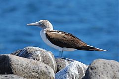 Blue-footed Booby